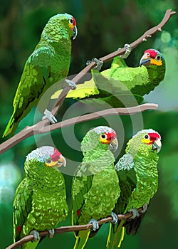 Green parrots in the jungle