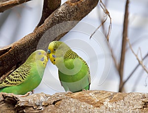 Green parrots kissing, adobe rgb
