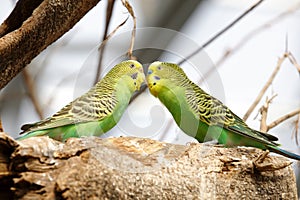 Green parrots kissing on tree, adobe rgb