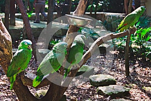 The green parrots macaws in Xcaret park Mexico