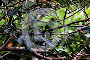 Green Parrots sitting on tree branches