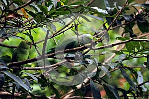 Green Parrots sitting on tree branches