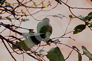 Green Parrots sitting on tree branches
