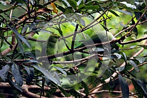 Green Parrots sitting on tree branches