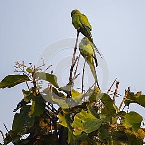 Green parrots on tree at Royal Cenotaphs Chhatris of Orchha, Madhya Pradesh, India, Beautiful couple of Green parrots, Green