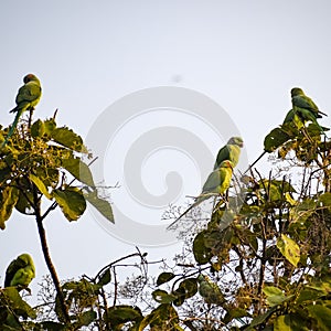 Green parrots on tree at Royal Cenotaphs Chhatris of Orchha, Madhya Pradesh, India, Beautiful couple of Green parrots, Green