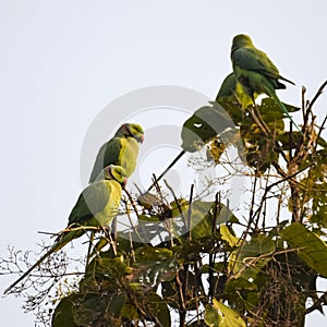 Green parrots on tree at Royal Cenotaphs Chhatris of Orchha, Madhya Pradesh, India, Beautiful couple of Green parrots, Green