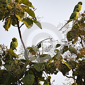 Green parrots on tree at Royal Cenotaphs Chhatris of Orchha, Madhya Pradesh, India, Beautiful couple of Green parrots, Green