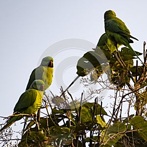 Green parrots on tree at Royal Cenotaphs Chhatris of Orchha, Madhya Pradesh, India, Beautiful couple of Green parrots, Green
