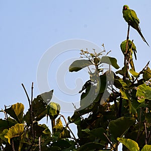 Green parrots on tree at Royal Cenotaphs Chhatris of Orchha, Madhya Pradesh, India, Beautiful couple of Green parrots, Green