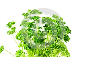 Green parsley