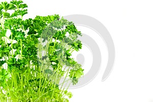 Green parsley