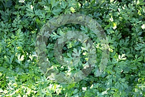 green parsley bush growing on garden bed in farm land in spring season