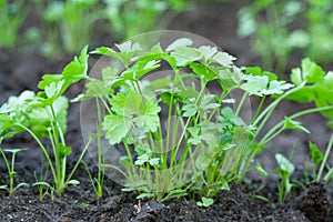 Green parsley on the grower bed.