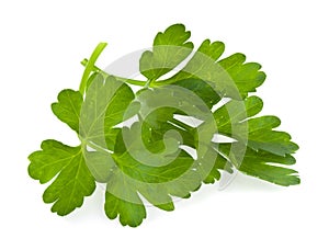 Green parsley leaves isolated on white background close up. Full focus