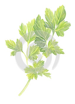 Green Parsley leaves isolated on white background. Fresh Organic food ingredient. Hand drawn watercolor illustration