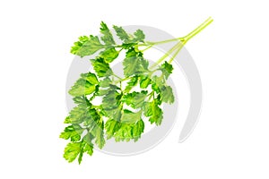 Green parsley leaves on a white isolated background