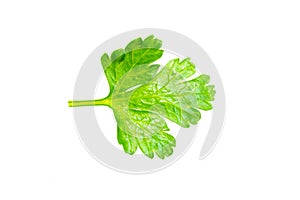 Green parsley leaves on a white isolated background