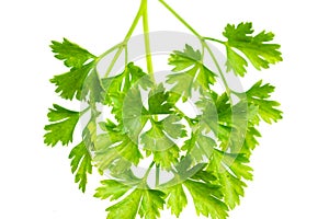 Green parsley leaves on a white isolated background