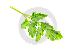 Green parsley leaves on a white isolated background