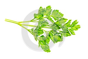 Green parsley leaves on a white isolated background