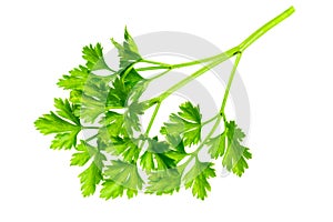 Green parsley leaves on a white isolated background