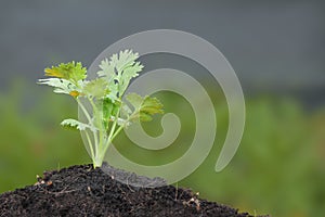 Green parsley plant growth