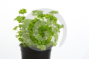 Green parsley in a pot