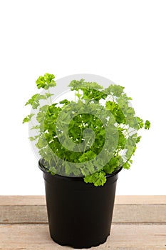 Green parsley in a pot