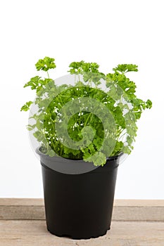 Green parsley in a pot
