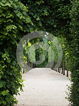 Green passageway photo