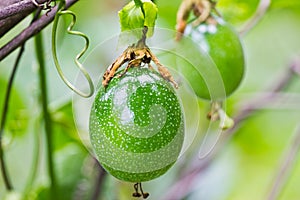 Green Passion fruit