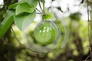 Green Passion fruit