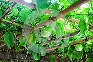 Green passion fruit  hanging on bamboo wood  in garden background