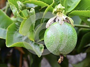 Green Passion fruit hanging on the tree in the garden.Passiflora edulis also known as Maracuya or Parcha on the vine close up. photo