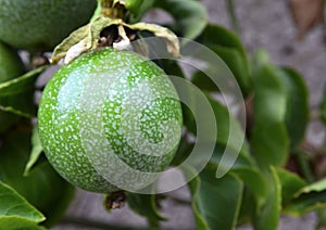 Green Passion fruit hanging on the tree in the garden.Passiflora edulis also known as Maracuya or Parcha on the vine close up. photo