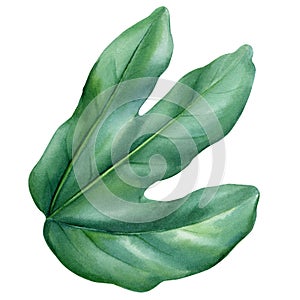 Green passion fruit leaf on isolated background watercolor botanical illustration, hand drawing Exotic leaf, tropical