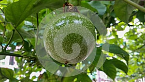 Green passion fruit, Lilikoi hanging on tree with green leaves, Passiflora edulis