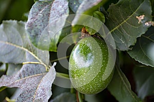 Green passion fruit ripening on plant on tropical plantation