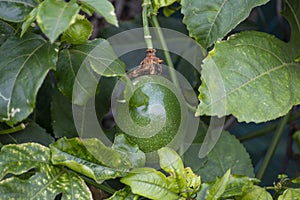 Green passion fruit ripening on plant on tropical plantation