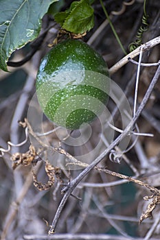 Green passion fruit ripening on plant on tropical plantation