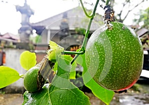Green Passion fruits growth on the tree