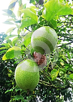 Green Passion fruits growth on the tree