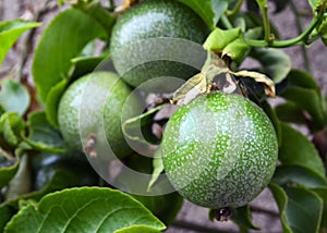 Green passion fruits hanging on the tree in tropical garden.Passiflora edulis fruit also known as Maracuya or Parcha on the vine c photo