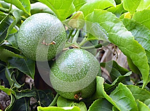 Green Passion fruits hanging on the tree in tropical garden.Passiflora edulis fruit also known as Maracuya or Parcha on the vine c photo