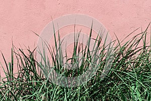 Green pastel long grass leaves on coral wall