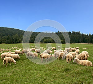 Green Pasture