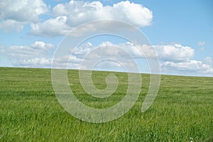Green pasture with blue sky