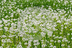 Green Pasture of Dandelions With White Puffy Heads