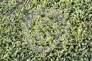 Green Pasture With Herb Robert Leaves And Blades Of Grass